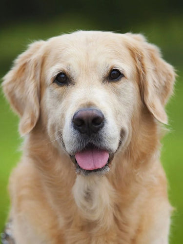 Diamond Painting - Golden Retriever