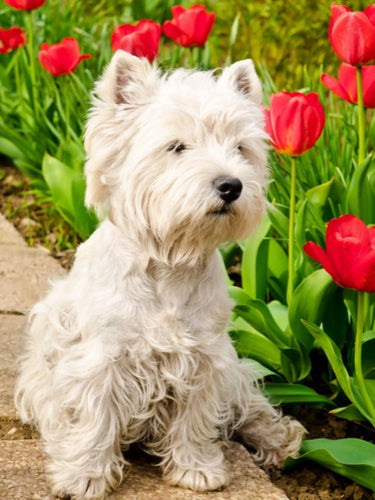 Diamond Painting - West Highland White Terrier tussen de Tulpen