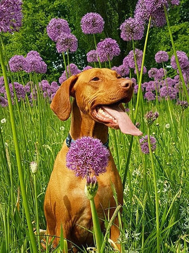 Diamond Painting - Vizsla tussen de Bloemen