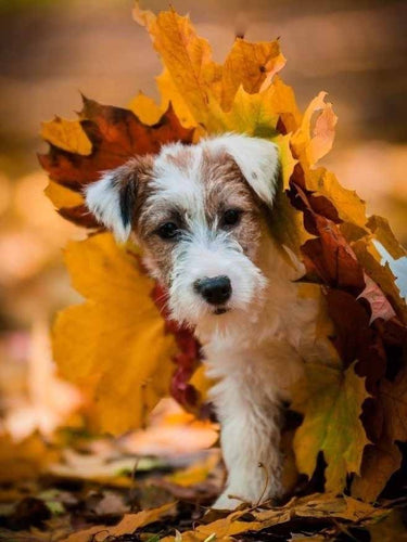 Diamond Painting - Terrier tussen de Bladeren