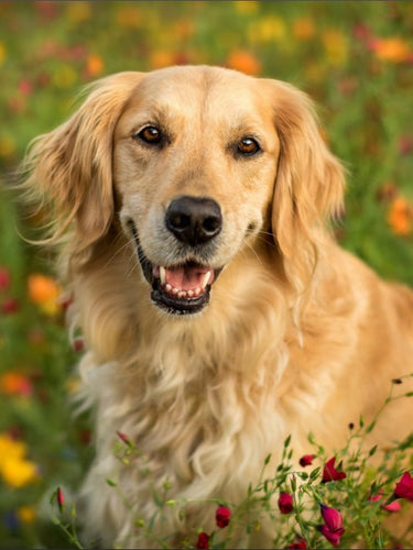 Diamond Painting - Golden Retriever in het Gras