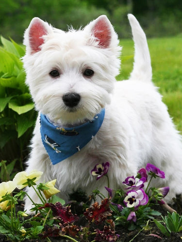 Diamond Painting - West Highland White Terrier