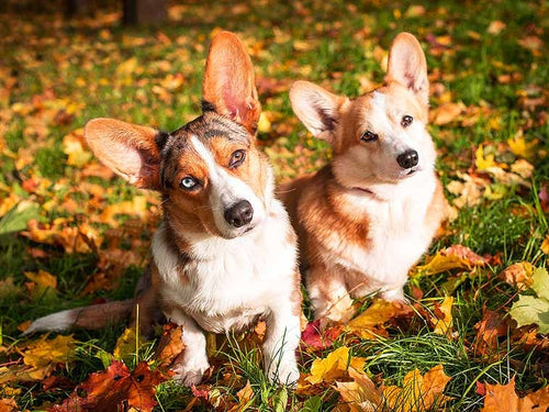 Diamond Painting - Welsh Corgi's in de Zon