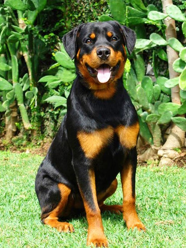 Diamond Painting - Rottweiler