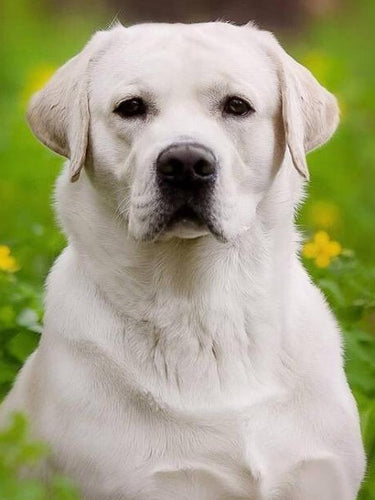 Diamond Painting - Labrador