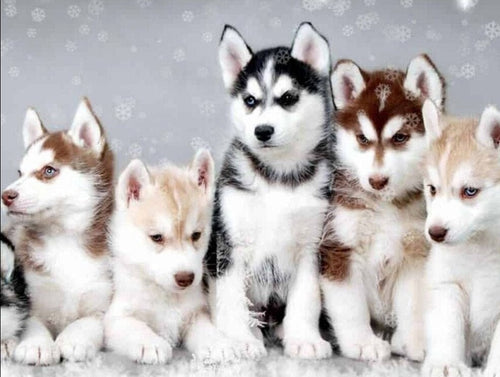 Diamond Painting - Husky Puppy's