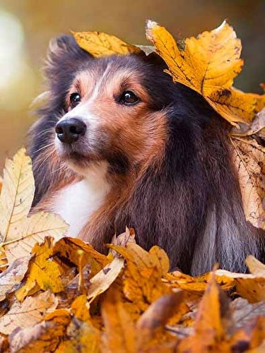 Diamond Painting - Shetland Sheepdog