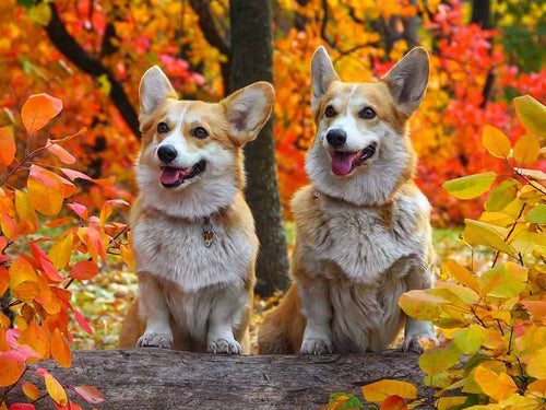 Diamond Painting - Welsh Corgi's