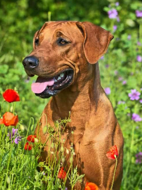 Diamond Painting - Rhodesian Ridgeback in het Gras