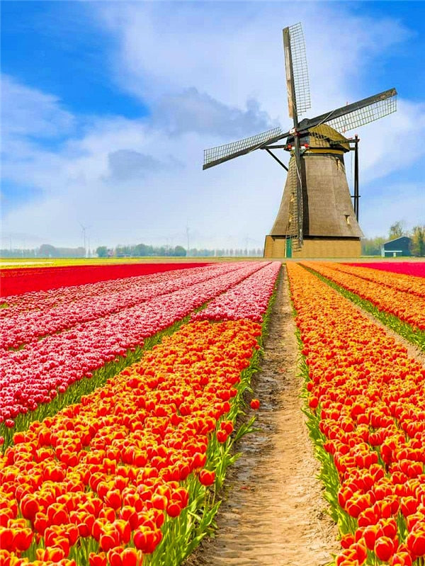 Diamond Painting - Molen met Tulpen