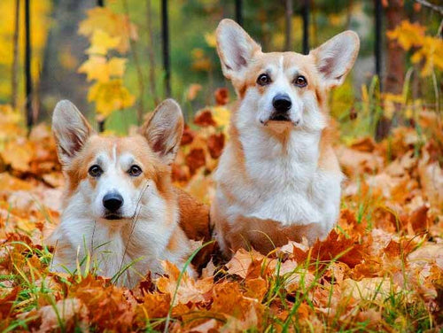 Diamond Painting - Welsh Corgi's tussen de Bladeren