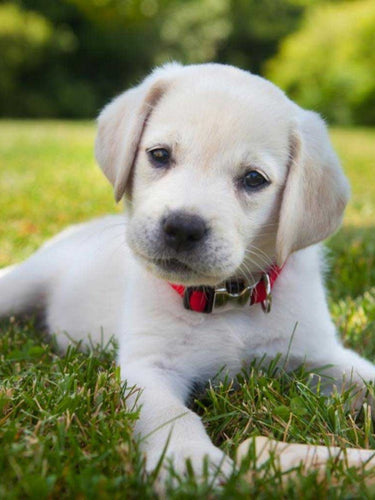 Diamond Painting - Labrador Puppy