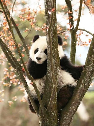 Diamond painting - panda in de boom