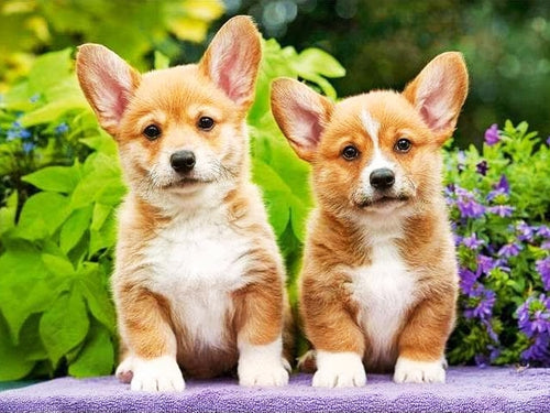 Diamond Painting - Welsh Corgi Puppy's