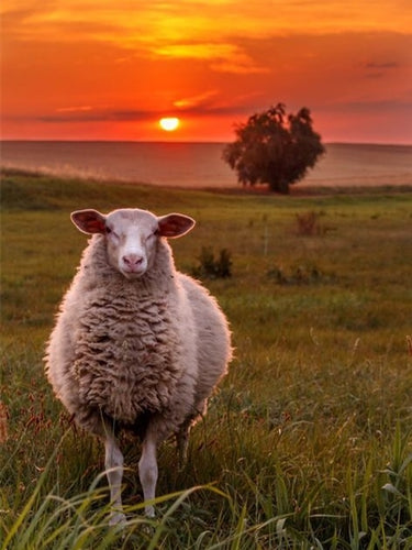 Diamond Painting - Schaap met Zonsondergang