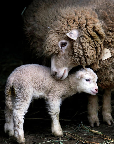 Diamond Painting - Schaap met Lammetje