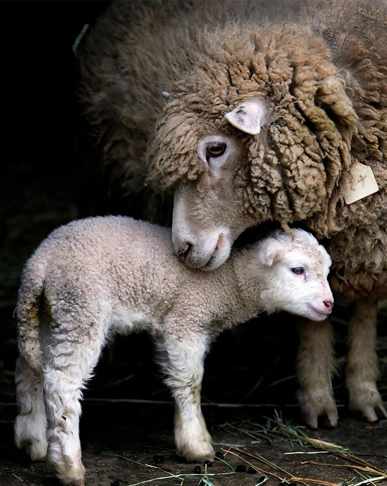 Diamond Painting - Schaap met Lammetje