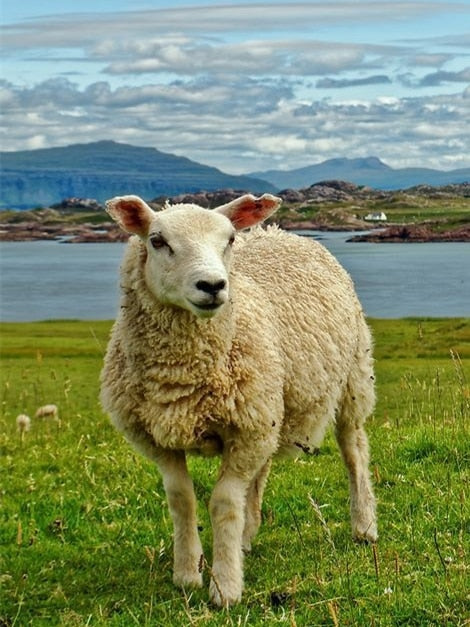 Diamond Painting - Schaap in de Natuur