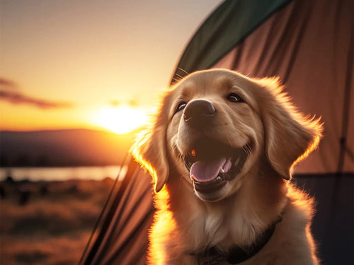 Diamond Painting - Golden Retriever in een Tent