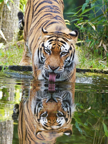 Diamond Painting - Tijger in het Water