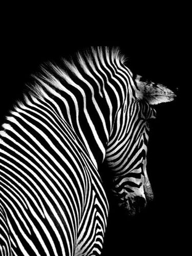 Zwart/wit achterkant Zebra - Diamond Paradijs