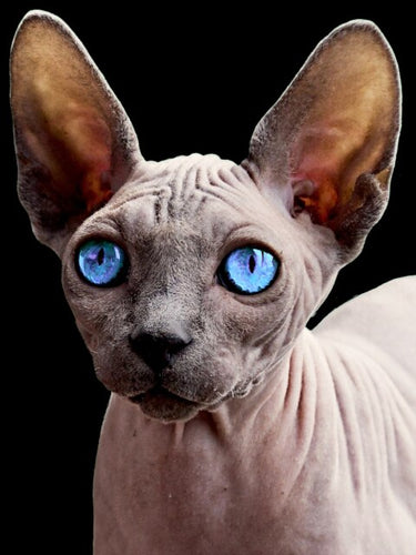 Diamond Painting - Sphynx met Blauwe Ogen - Diamond Paradijs