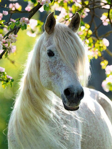 Witte Paard - Diamond Paradijs